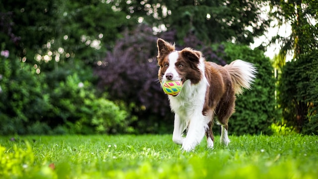 hond